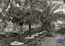 Zielona Góra; Wnętrze kawiarni "Palmiarnia"