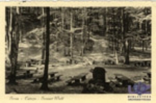 Żary / Sorau; Euterpe - Sorauer Wald