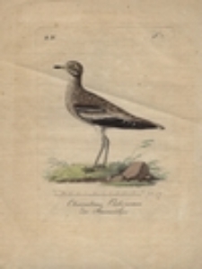 Charadrius Oedicnemus der Steinwälzer