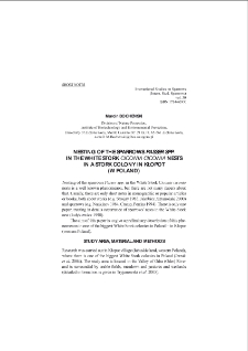 Nesting of the sparrows "Passer spp." in the white stork "Ciconia ciconia" nests in a stork colony in Kłopot (w Poland)