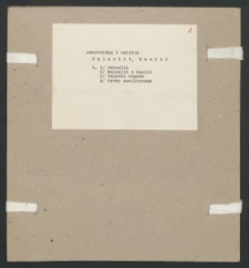 Archiwum prof. Józefa Kostrzewskiego. Teka 49, Małopolska i Galicja