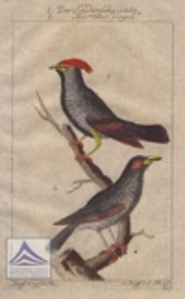 Der Seidenschwantz ; Der Martins Vogel