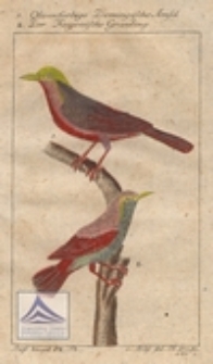 Olivenfarbige Domingische Amsel ; Der Kayenische Grauling