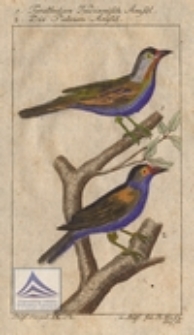 Teratbulan Indianisch Amsel ; Die Palmen Amsel